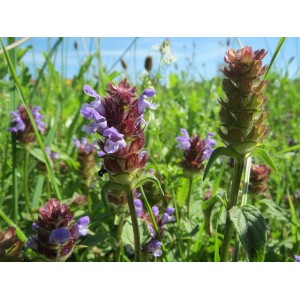 Braunelle Gewöhnliche, Prunella vulgaris