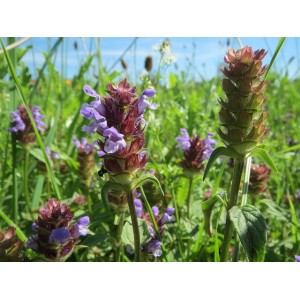 Prunella vulgaris