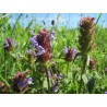 Braunelle Gewöhnliche, Prunella vulgaris – Heimische Wildpflanze | Gärtnerei Hüskes
