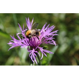 Wiesen-Flockenblume Centaurea jacea