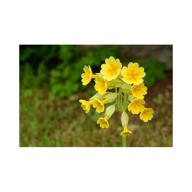 Bastard-Aurikel Primula x pubescens