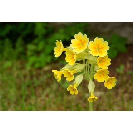 Bastard-Aurikel Primula x pubescens