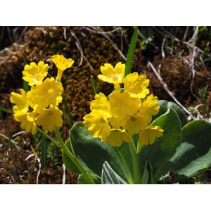 Alpen-Aurikel Primula auricula