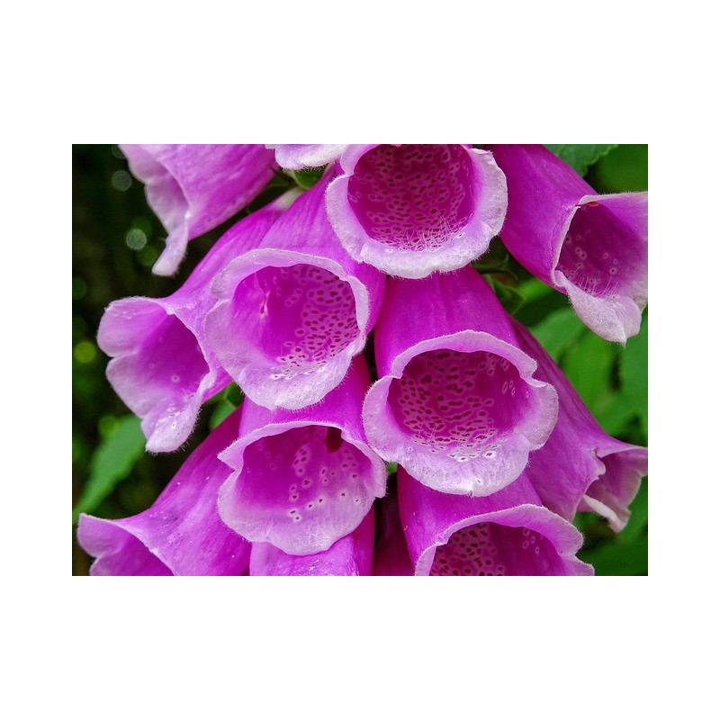 Roter Fingerhut, Digitalis purpurea