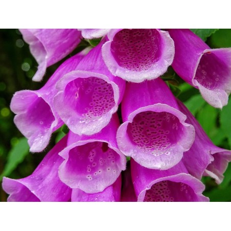 Roter Fingerhut, Digitalis purpurea