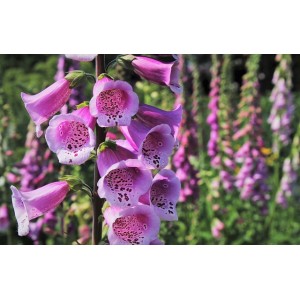 Digitalis purpurea