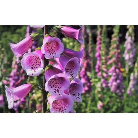 Digitalis purpurea