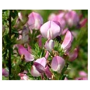 Ononis spinosa
