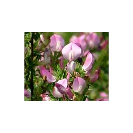 Dornige Hauhechel Ononis spinosa – Heimische Wildpflanze | Gärtnerei Hüskes