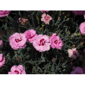 Pfingst-Nelke Dianthus gratianopolitanus