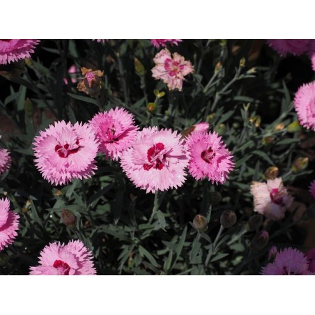 Pfingst-Nelke Dianthus gratianopolitanus