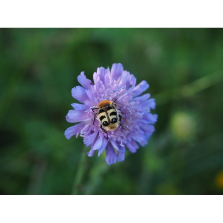 Teufelsabbiss Succisa pratensis