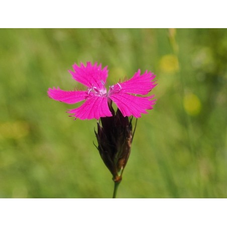 Karthäuser-Nelke Dianthus carthusianorum – Heimische Wildpflanze | Gärtnerei Hüskes