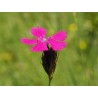 Karthäuser-Nelke (Dianthus carthusianorum) – Wildstaude (Produktfoto)