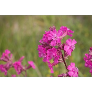 Alpen-Lichtnelke Alpen-Pechnelke Lychnis alpina