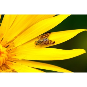 Kleines Habichtskraut, Hieracium pilosella