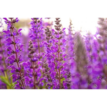 Steppensalbei 'Rosakönigin' Salvia nemorosa 'Rosakönigin'