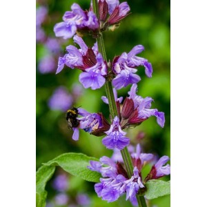 Steppensalbei 'Blaukönigin' Salvia nemorosa 'Blaukönigin'