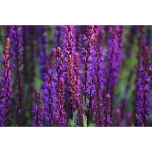 Salvia nemorosa 'Blaukönigin'
