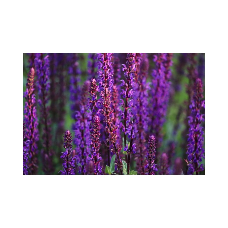 Salvia nemorosa 'Blaukönigin'