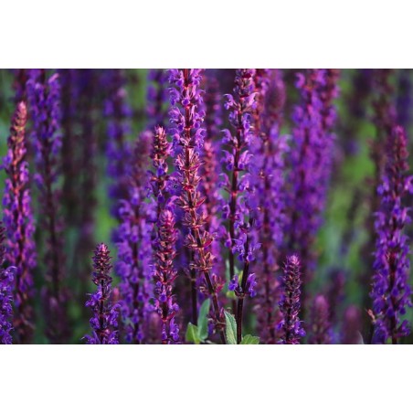 Salvia nemorosa 'Blaukönigin'