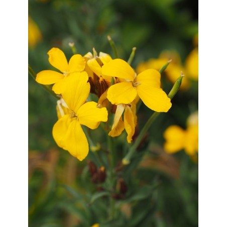 Erysimum cheiri