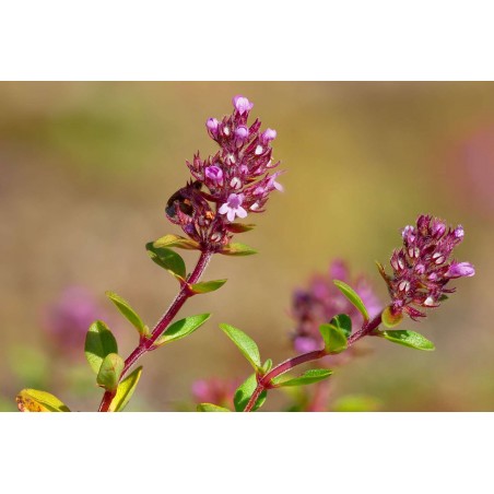 Breitblättriger Thymian, Gemeiner Thymian Thymus pulegioides