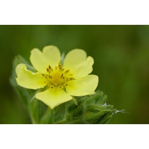 Aufrechtes Fingerkraut Potentilla recta