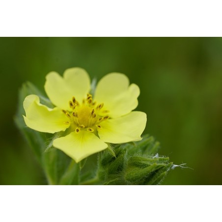Aufrechtes Fingerkraut Potentilla recta