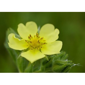 Gold-Fingerkraut Potentilla aurea