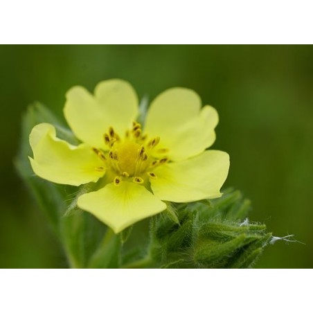 Potentilla aurea