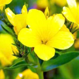 Gelber Lein Linum flavum
