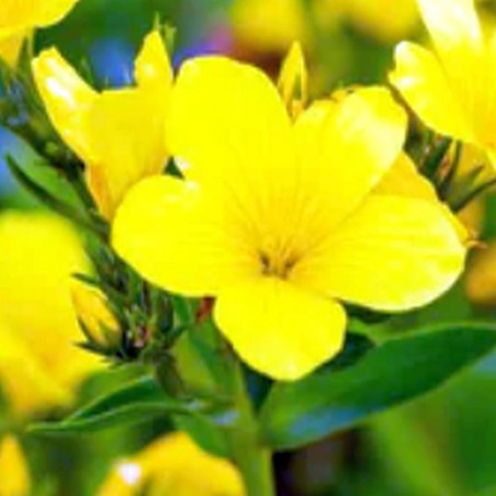 Gelber Lein Linum flavum