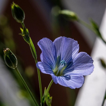 Blauer Lein, Stauden-Lein Linum perenne