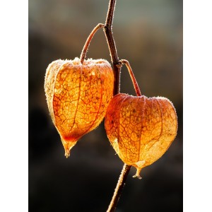 Lampionkirsche, Physalis alkekengi