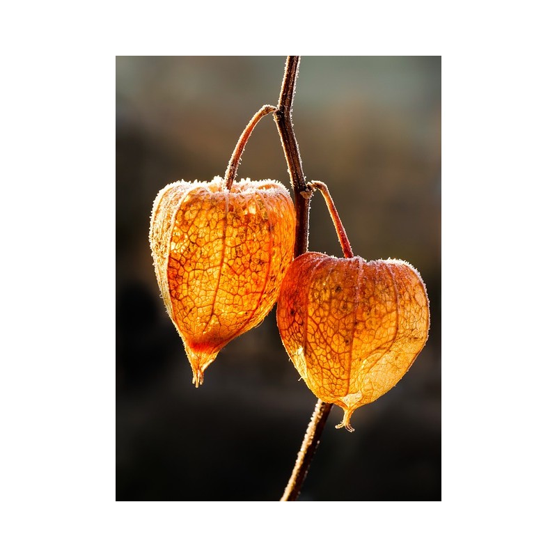 Physalis alkekengi