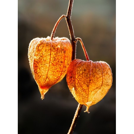 Physalis alkekengi