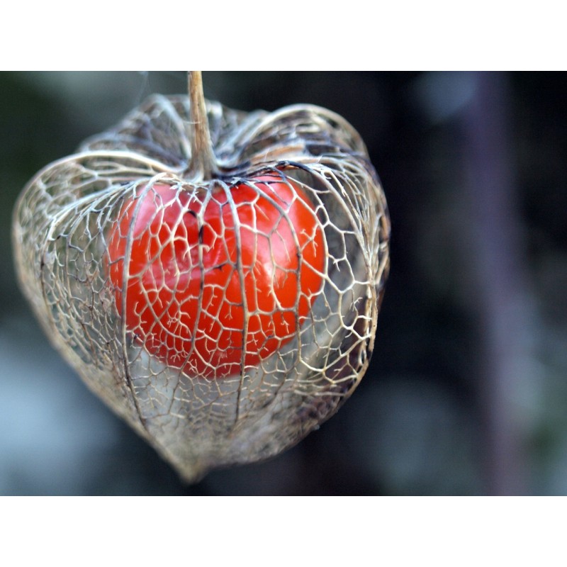 Physalis alkekengi