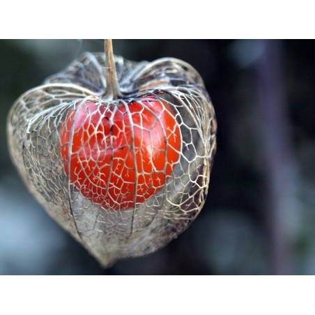 Physalis alkekengi