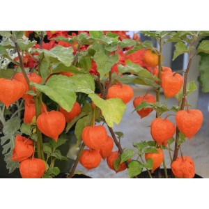 Physalis alkekengi