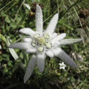 Leontopodium alpinum