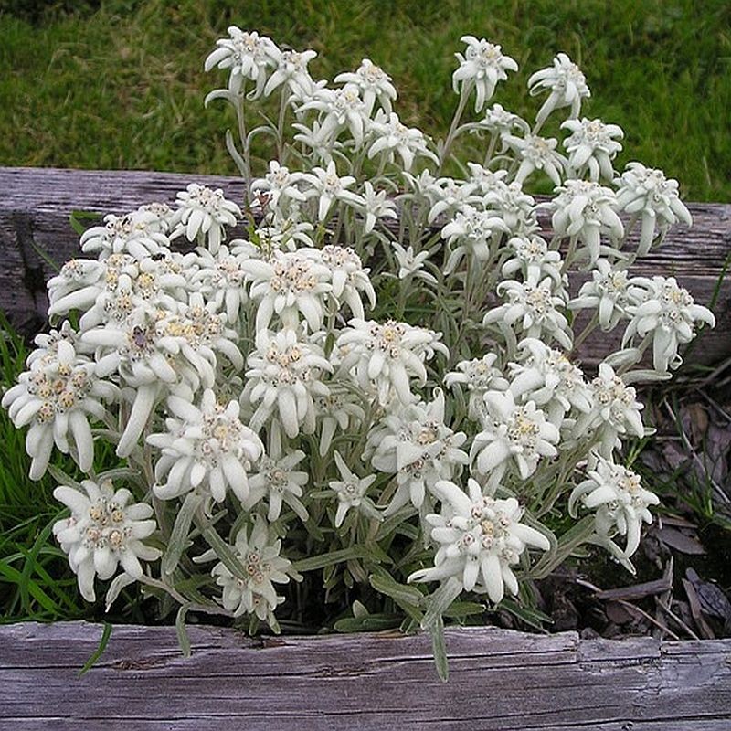 Alpen-Edelweiß Leontopodium alpinum