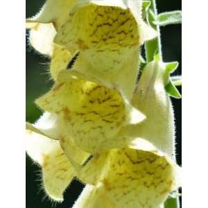 Digitalis lutea
