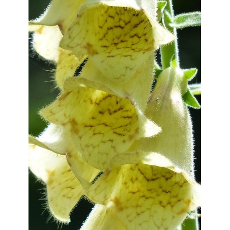 Digitalis lutea