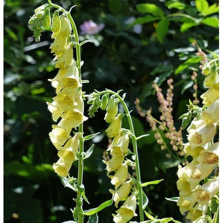 Gelber Fingerhut Digitalis lutea