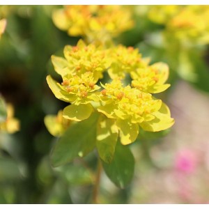 Gold-Wolfsmilch, Euphorbia polychroma
