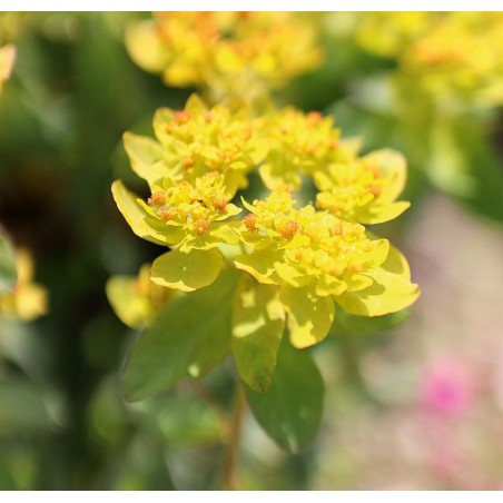 Gold-Wolfsmilch, Euphorbia polychroma