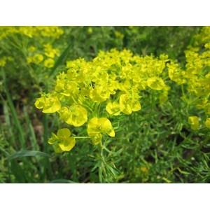 Euphorbia cyparissias 'Fens Ruby'