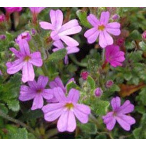 Alpenbalsam Erinus alpinus