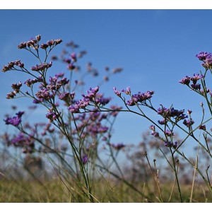 Breitblättriger Strandflieder Limonium latifolium